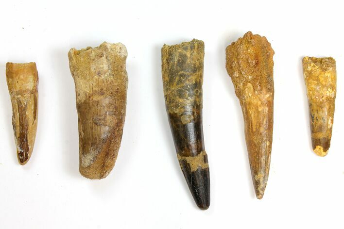 Lot: to Bargain Spinosaurus Teeth - Pieces #141560